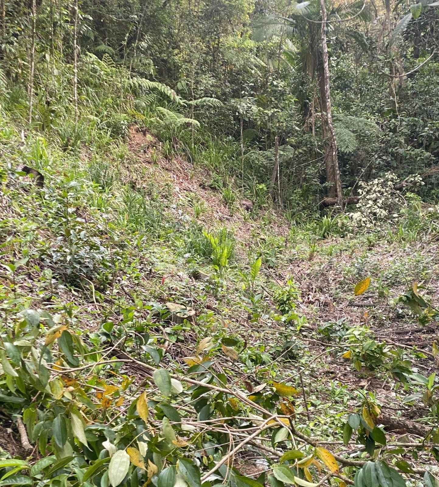 Mata Atlântica no lote